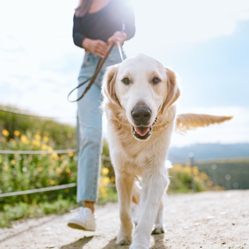 Pet Policy Image